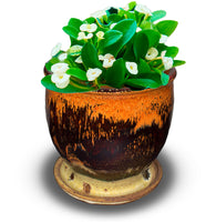 Small planter with a 5 inch diameter. Ideal for succulents. Glazed in beautiful toasted orange, black, and yellow. Handmade pottery by Prairie Fire Pottery. Hand made in the U.S.A. Shown here with succulent plant inside.